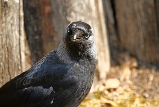 Corvid