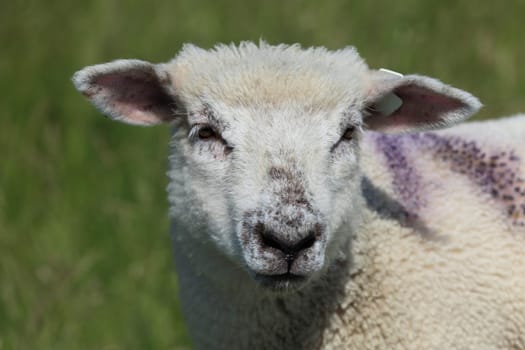 Young sheep,lamb close-up at the North Sea
