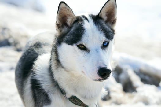 Portrait of adorable young different eyes siberian male husky at snowy winter outdoors