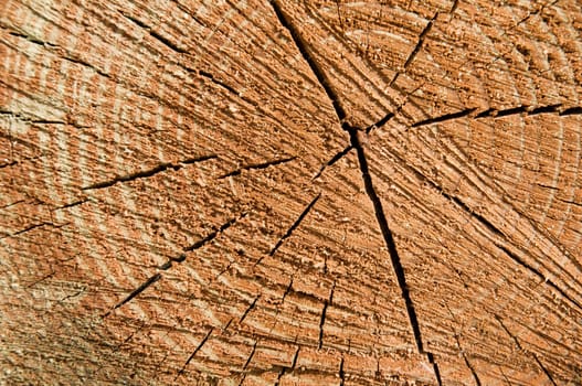cross-section of a pine wood tree rings as a texture or background