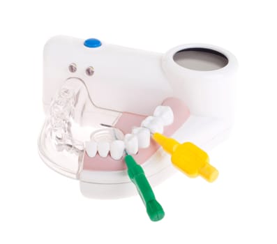 portable dental model showing how to use intra proximal brushes (isolated on white background)