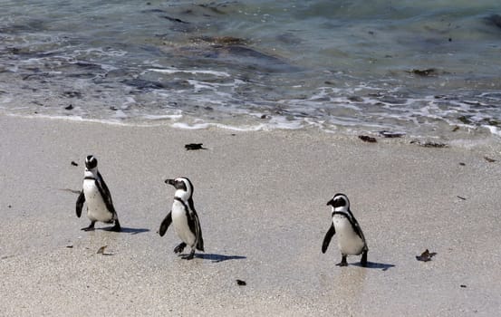Three waddling penguins