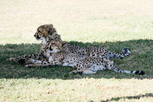 Two cheetahs lie next to each other