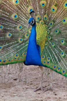 Peacock Male at the time of opening the feathers.