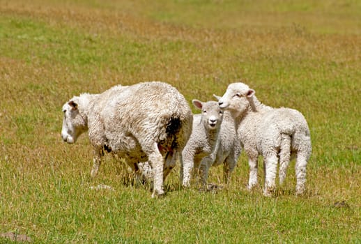 Flock of sheep