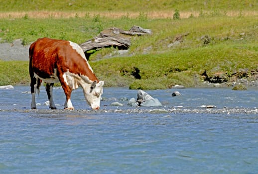 thirsty cow