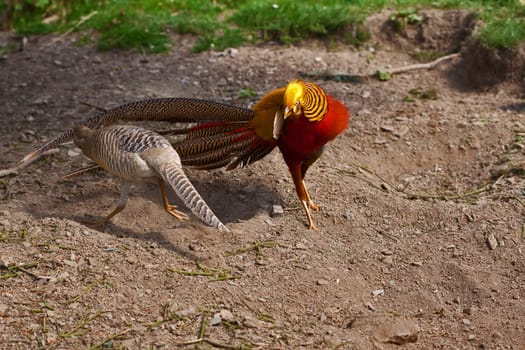Courtship display