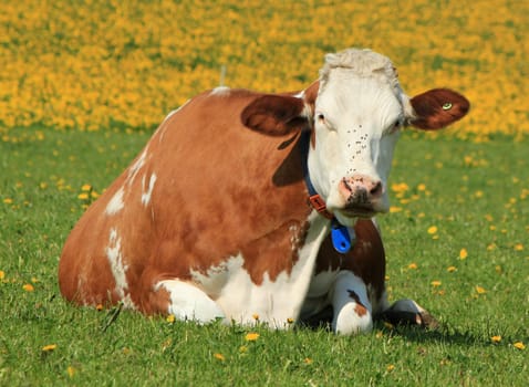 Black and white famous cow of Fribourg canton, Switzerland, resting lying in a meadow of green grass and flowers