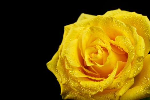 yellow rose with drops of water on black background