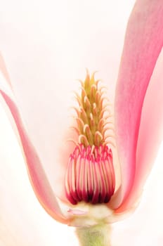 Magnolia Blossom