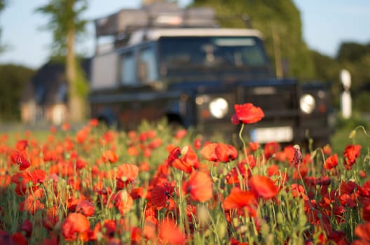 poppy meadow with expedition vehicle in the background