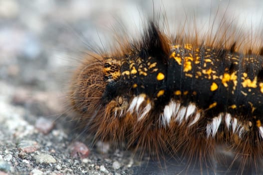 Caterpillar of a grass hen on a path