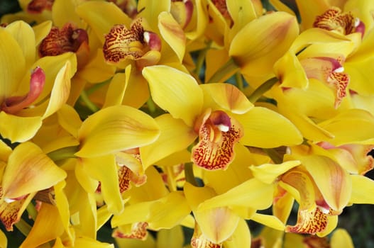 Detail of orchid flower of family Orchidaceae
