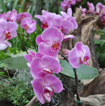 Detail of orchid flower of family Orchidaceae