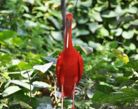 Scarlet Ibis (Eudocimus ruber) red tropical bird