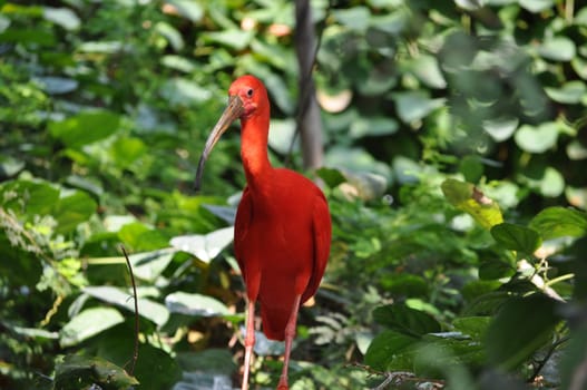Scarlet Ibis (Eudocimus ruber) red tropical bird