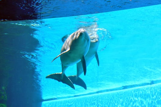Dolphin marine mammals closely related to whales and porpoises