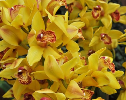 Detail of orchid flower of family Orchidaceae