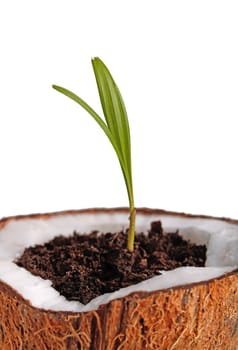 Palm sapling in a coconut shell