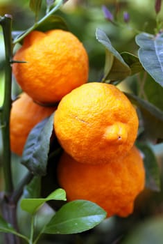 Southern fruits