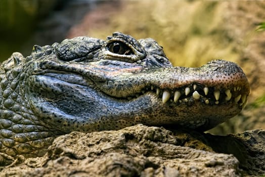 Crocodile teeth and detail of the eye, Semi hidden.