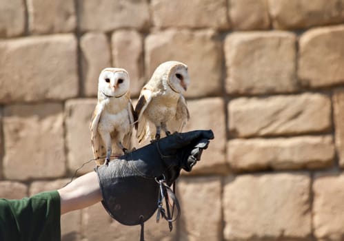 The Barn Owl (Tyto alba) is the most widely distributed species of owl, and one of the most widespread of all birds. It is also referred to as Common Barn Owl, to distinguish it from other species in the barn-owl family Tytonidae.