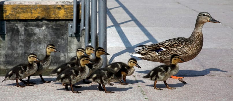 Duck family