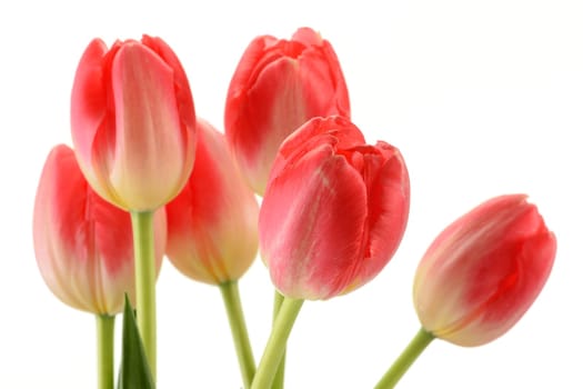 Tulips on white background. Tulipa