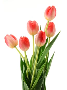 Tulips on white background. Tulipa