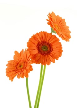 Gerbera. Flowers isoalted on white