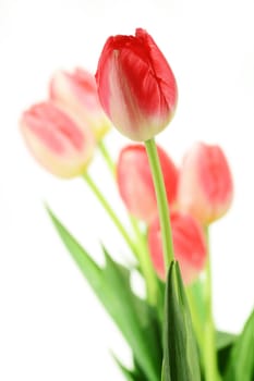 Tulips on white background. Tulipa