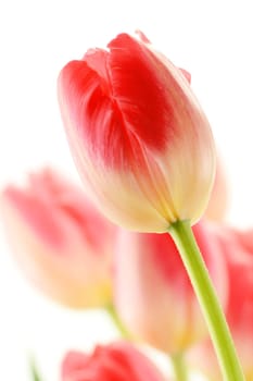 Tulips on white background. Tulipa