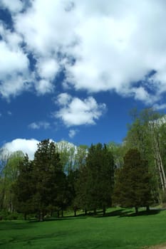 Spring trees with blue sky and grass
