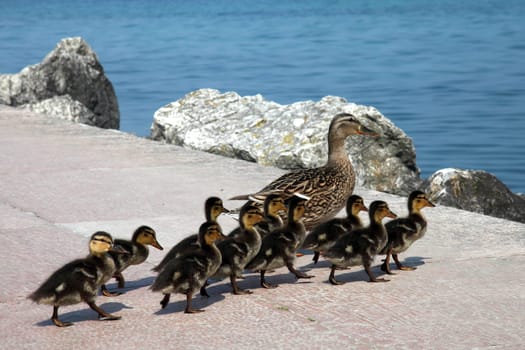 Family walk