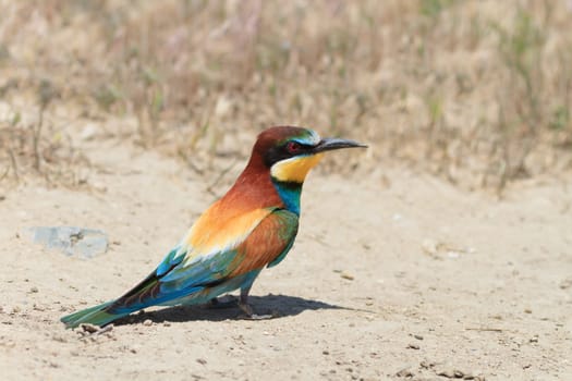 a beautiful european bee eater (Merops Apiaster)