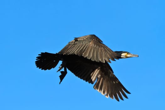cormorant (phalacrocorax carbo ) in flight in Danube Delta, Romania