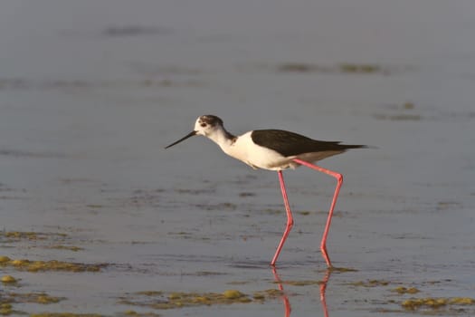 black winged stilt (Himantopus himantopus) in Danube Delta, Romania