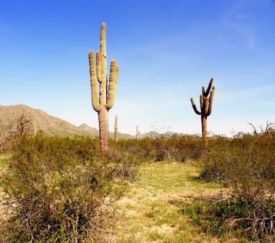 Arizona Desert landscape with old saguaro cacti