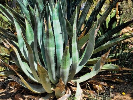 Century plant Agave americana desert Cactus