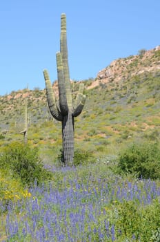 Arizona saguaro cactus among the spring wildflowers