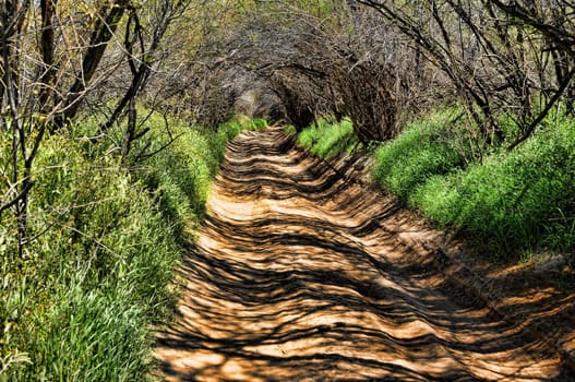 A road and path leading into a long natural green tunnel