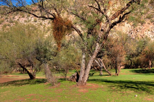 Spring in the desert forest oasis