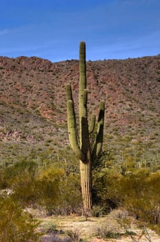 Cereus giganteus Saguaro cactus in the summer Arizona desert