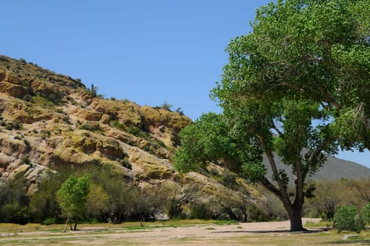 Large tree near the end of a rocky mountain
