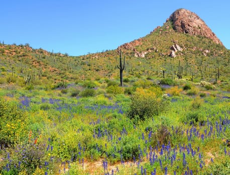 Arizona saguaro cacti among the spring wildflowers