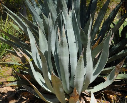 Century plant cactus from central Arizona desert