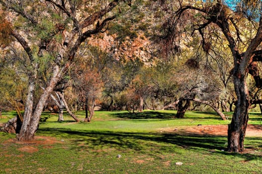 Lovely woods and park in Arizona autumn