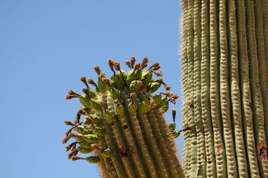 Drying out Saguaro cactus buds cereus giganteus