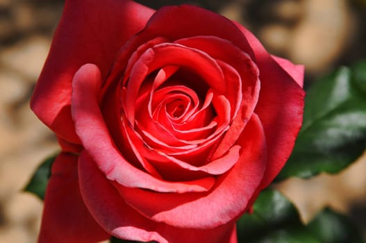 A single red rose still on the plant
