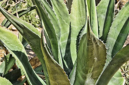 Close up and detailed image of an agave century plant